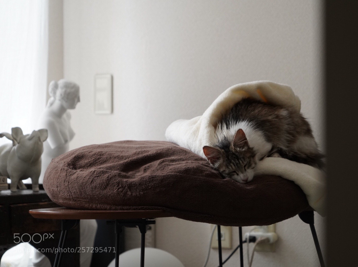 Sony a7 III sample photo. Cat photography