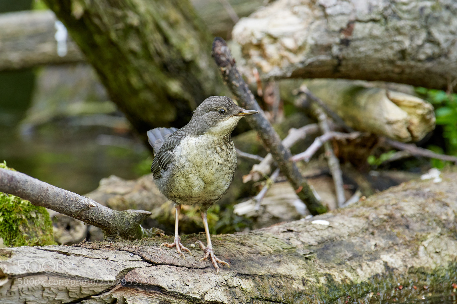Nikon D500 sample photo. Wasseramsel jungvogel (cinclus cinclus) photography