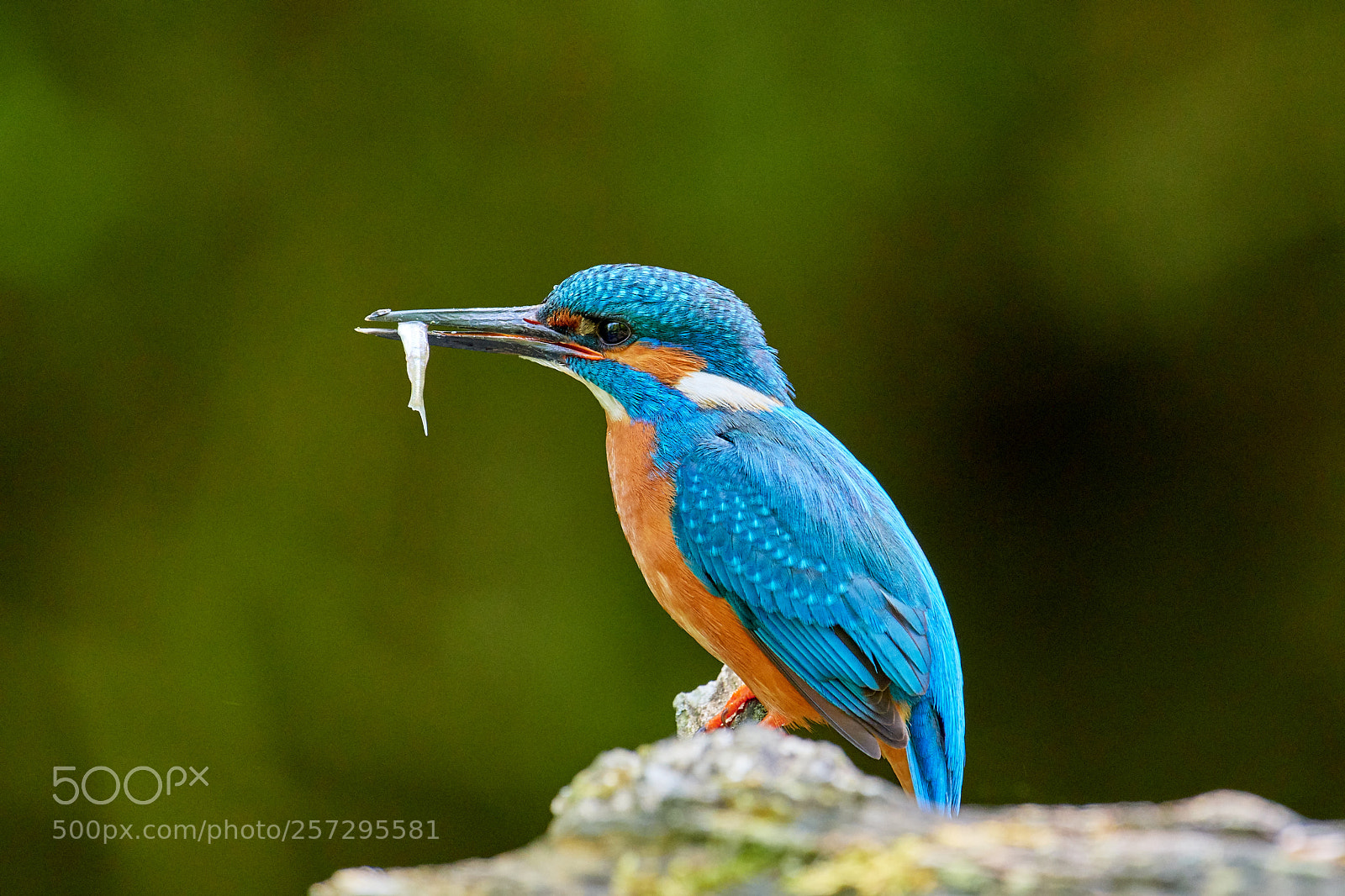 Nikon D500 sample photo. Eisvogel (alcedo atthis) photography