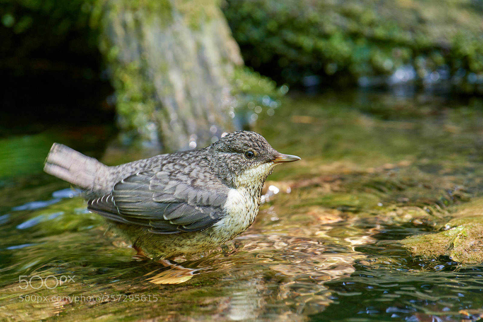 Nikon D500 sample photo. Wasseramsel jungvogel (cinclus cinclus) photography