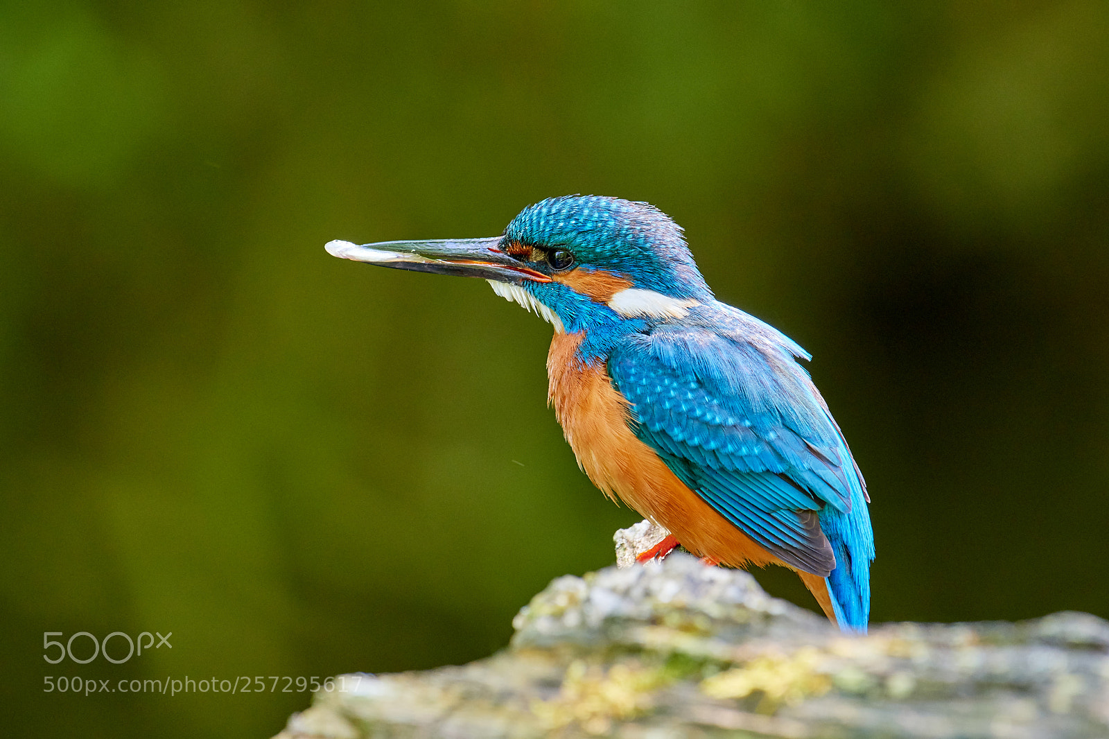 Nikon D500 sample photo. Eisvogel (alcedo atthis) photography