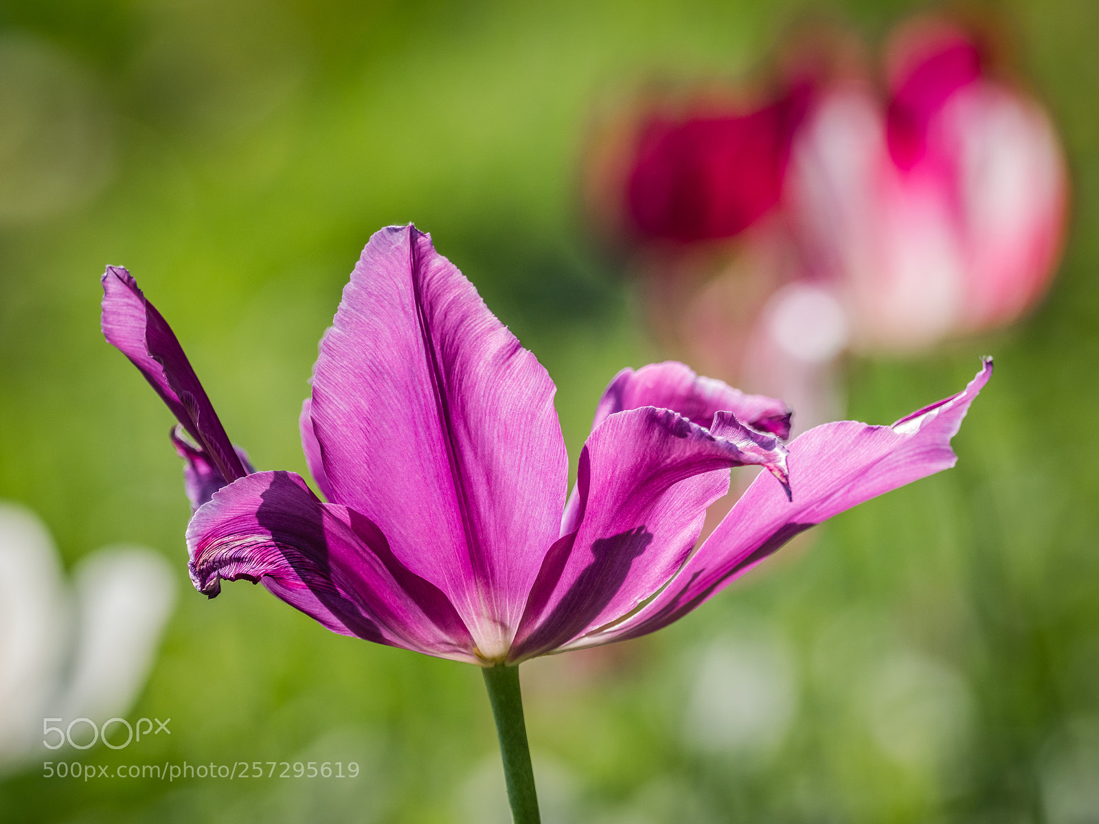Olympus OM-D E-M1 Mark II sample photo. Welk photography