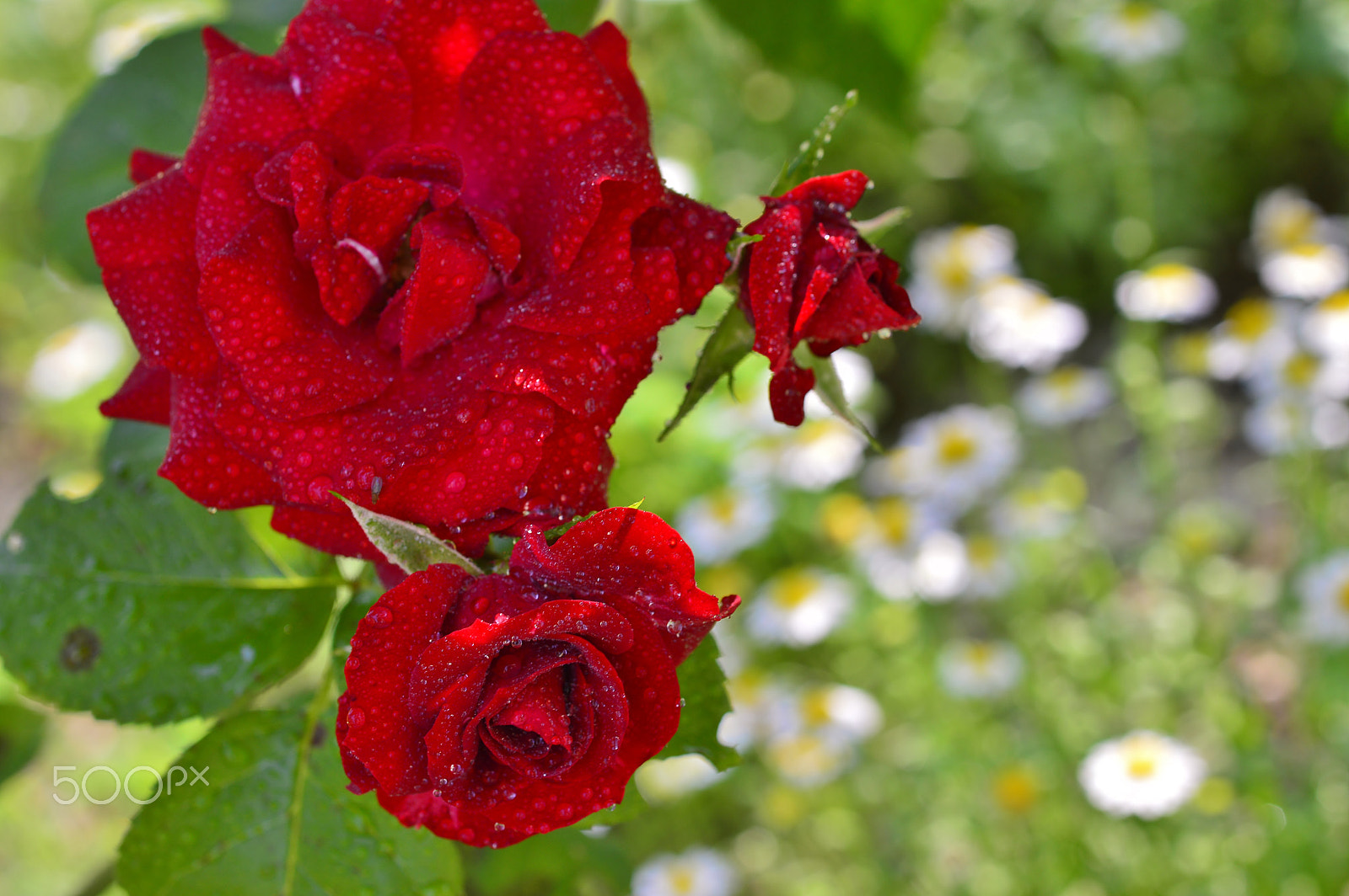 AF Micro-Nikkor 55mm f/2.8 sample photo. Macro nature......rose photography