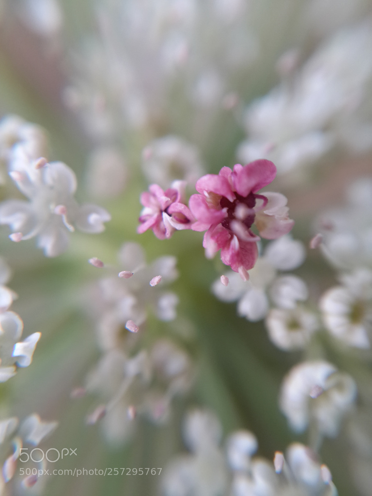 Samsung Galaxy S4 sample photo. Bloom photography