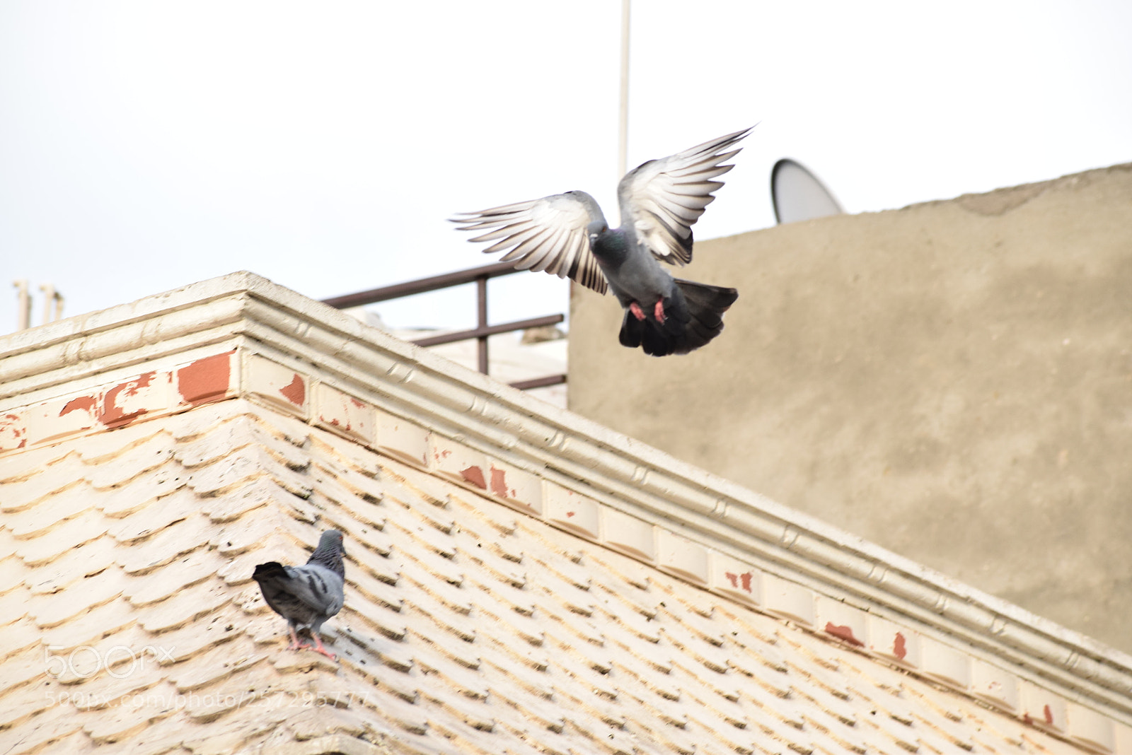 Nikon D5300 sample photo. Fly high photography