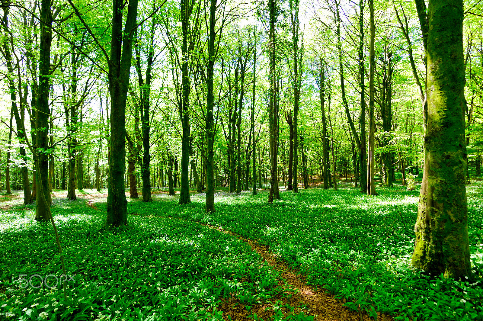 Tokina AT-X Pro 11-16mm F2.8 DX sample photo. Spring woodland photography