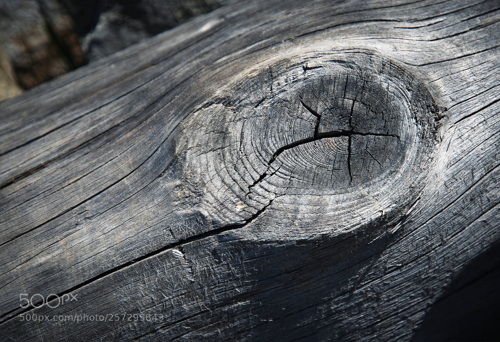 Nikon D5500 sample photo. Detail gray weathered wood photography