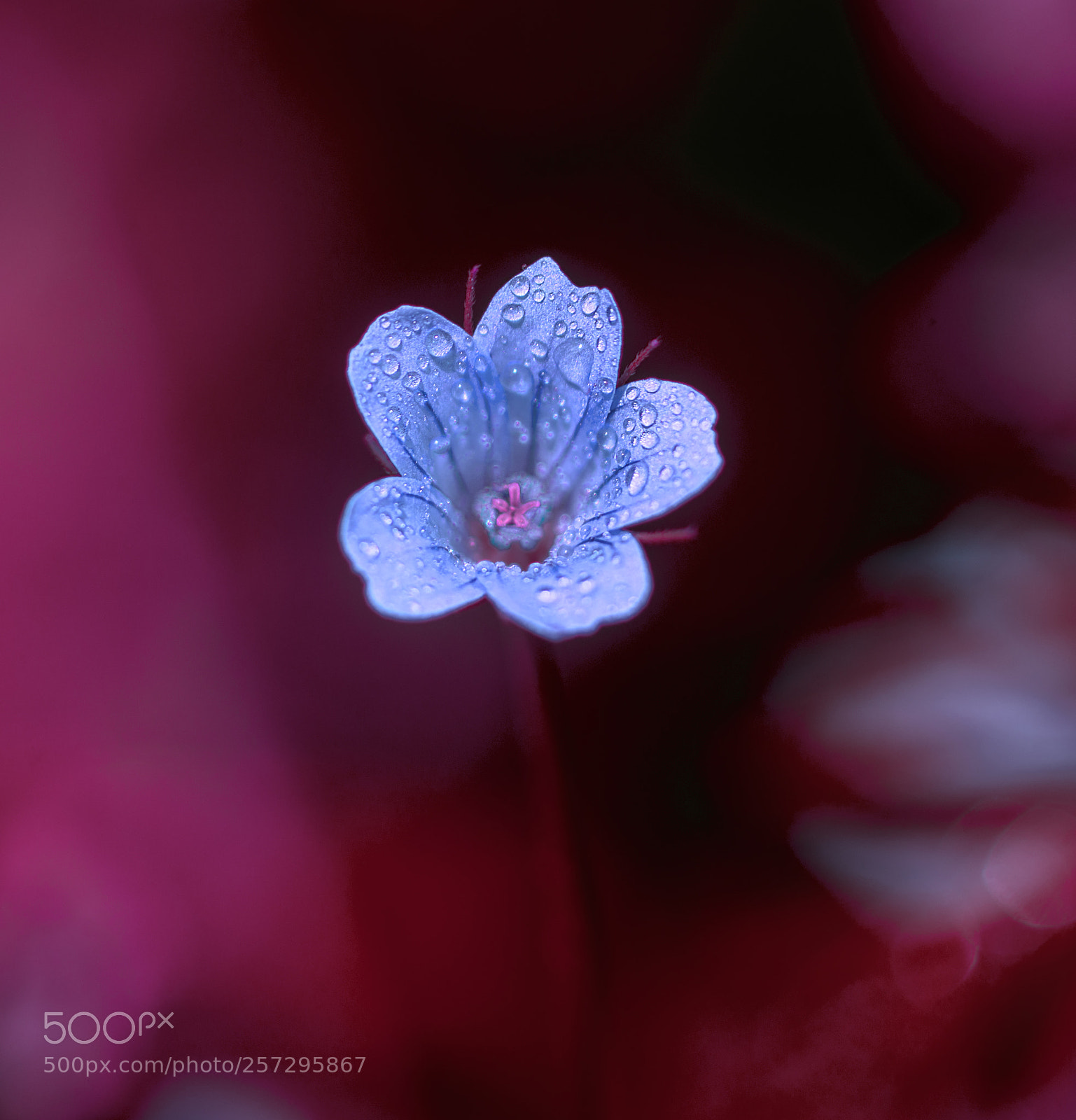 Nikon D610 sample photo. Little flower photography