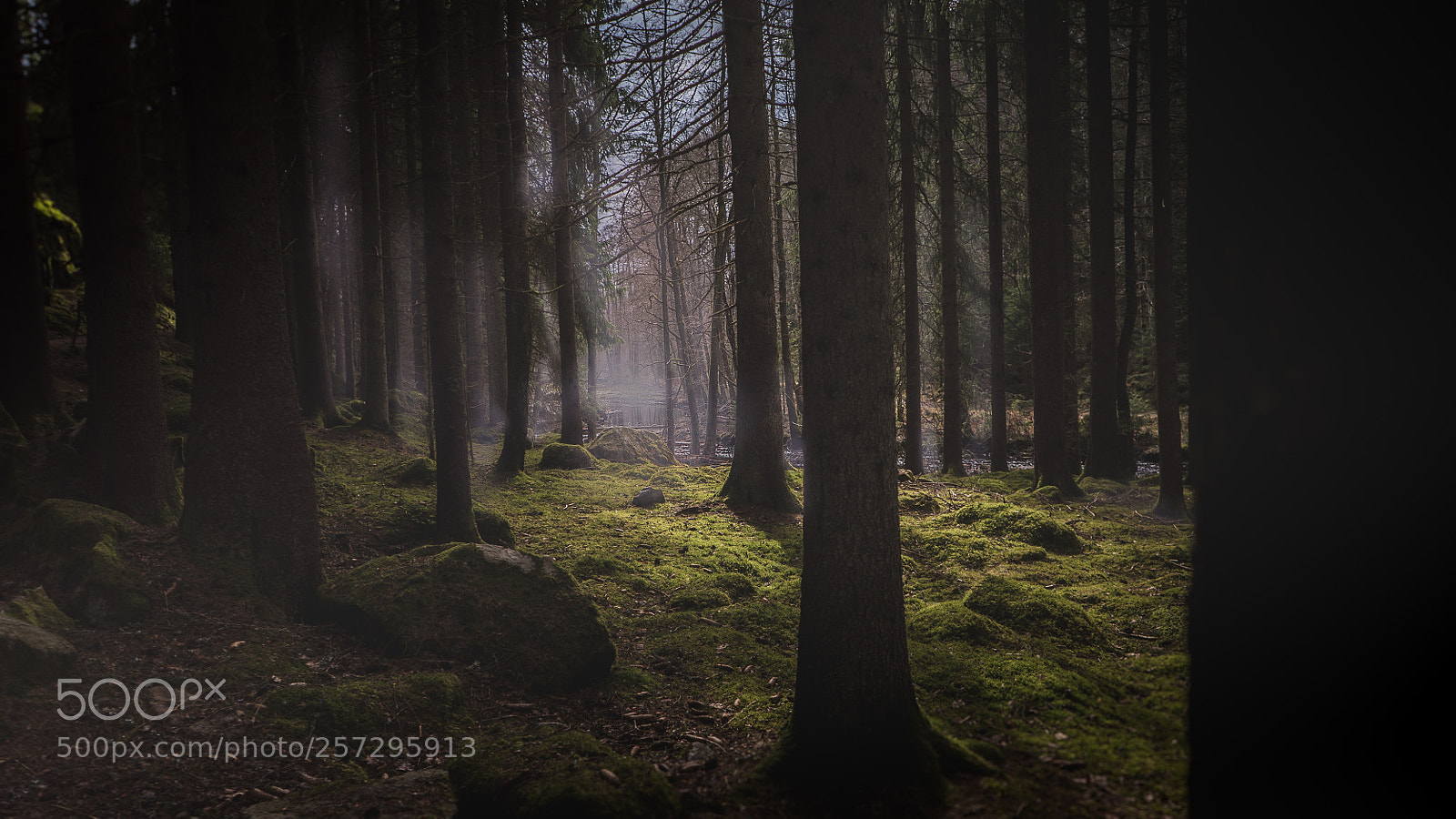 Sony a7S sample photo. Stream in the forest photography