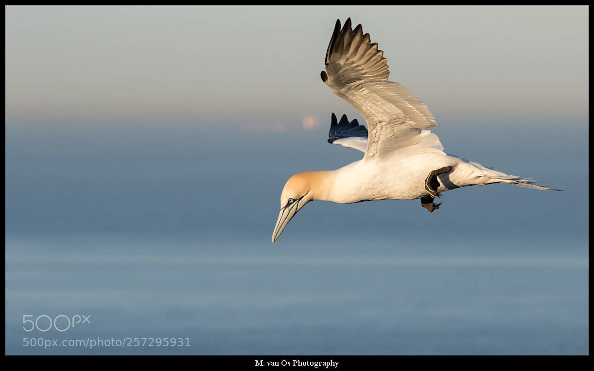 Canon EOS 7D Mark II sample photo. Northern gannet / jan-van-gent. photography