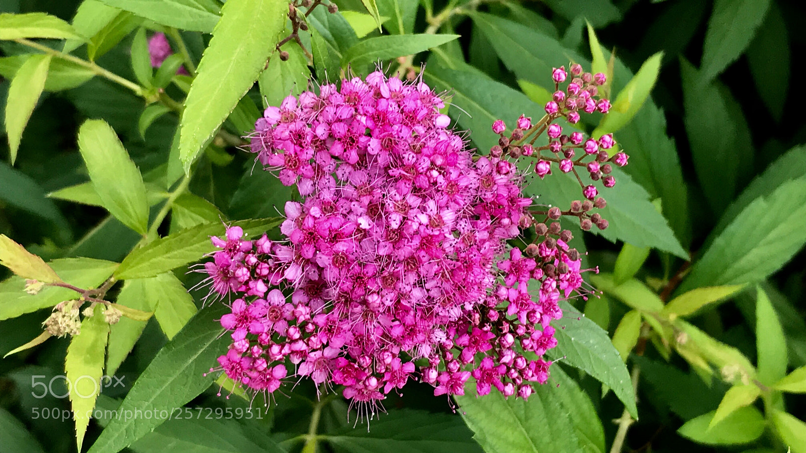 Apple iPhone 7 sample photo. Spiraea japonica l. f. 粉花绣线菊 photography