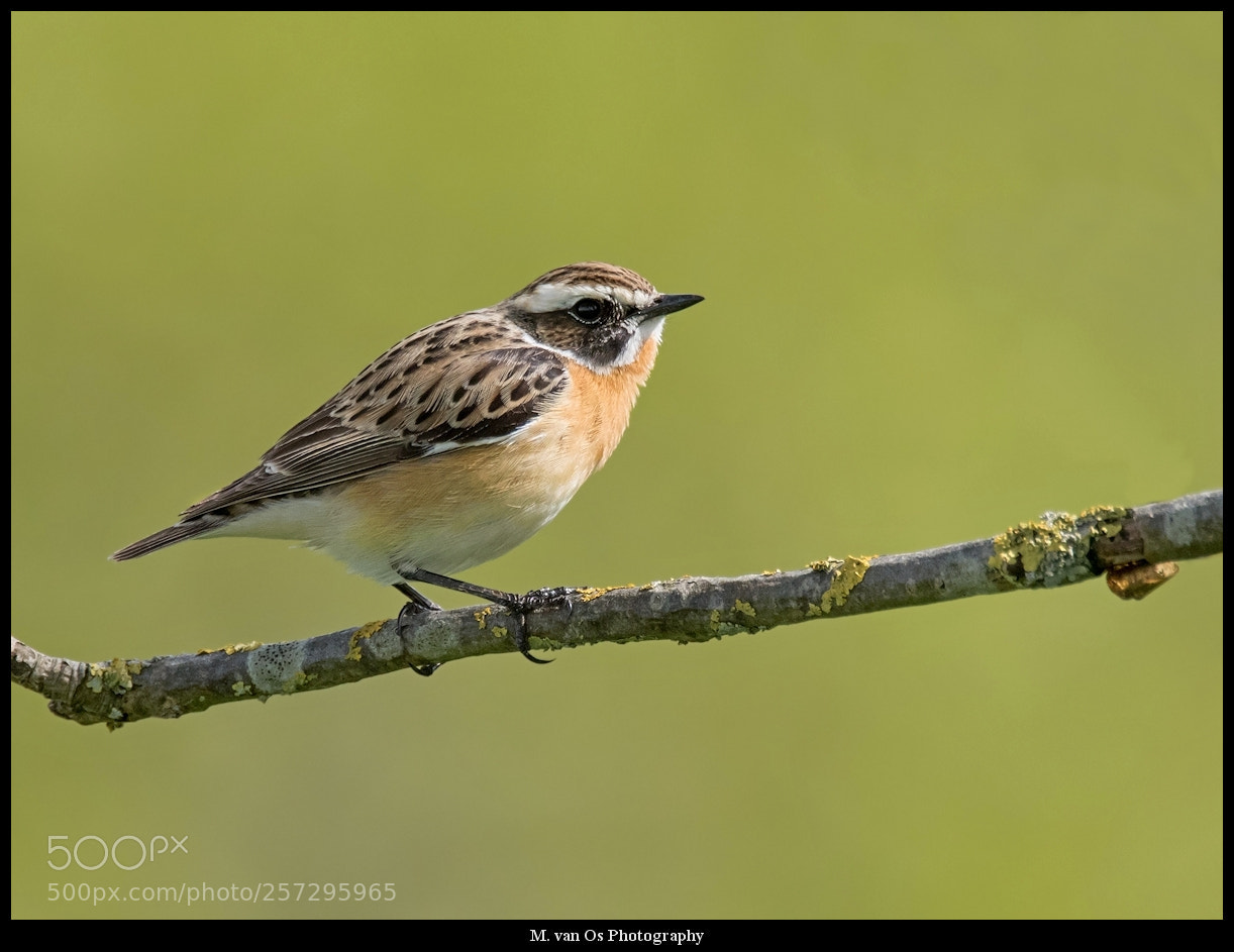 Canon EOS 7D Mark II sample photo. Whinchat / paapje. photography