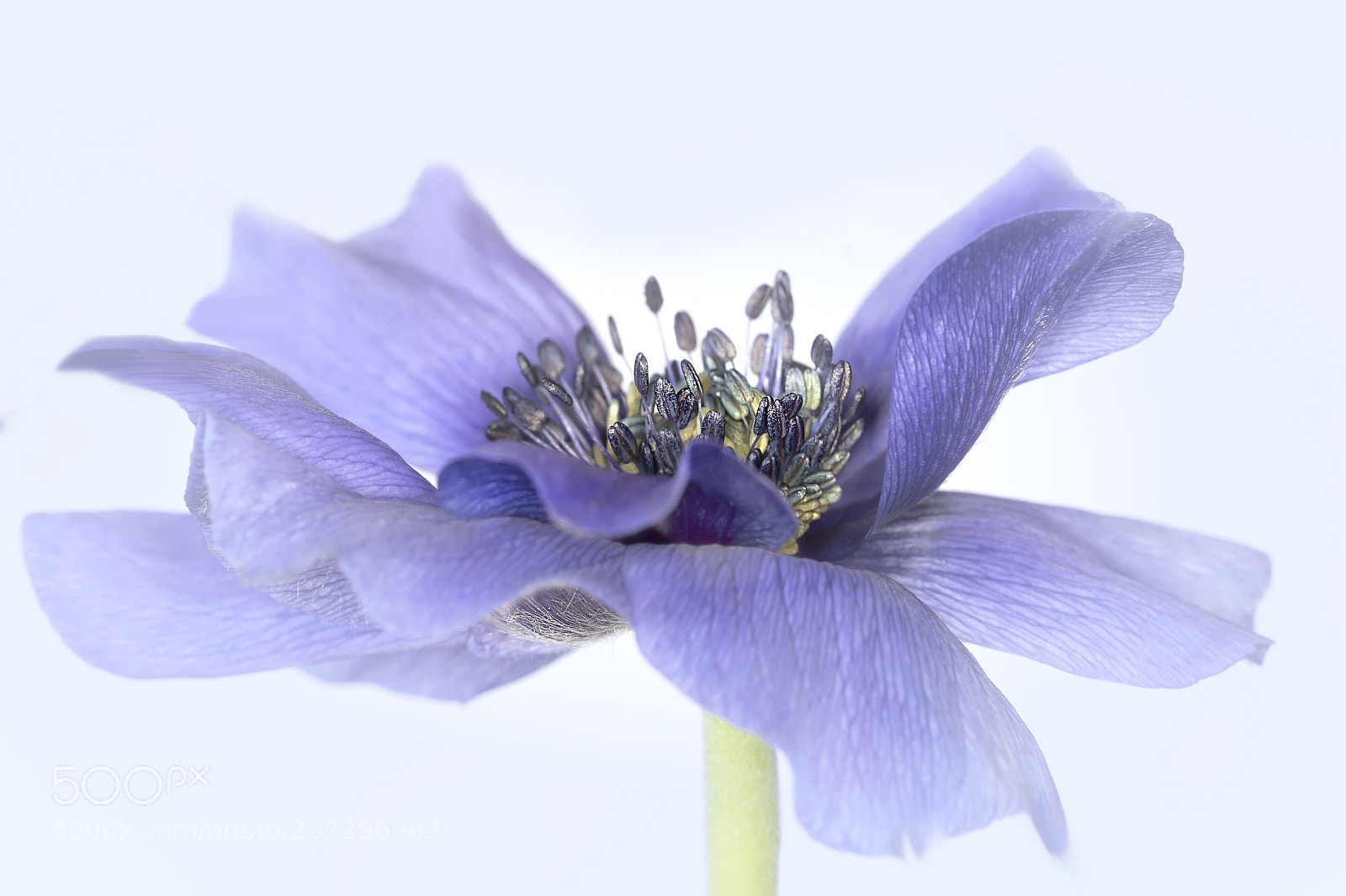 Canon EOS 60D sample photo. Anemone photography