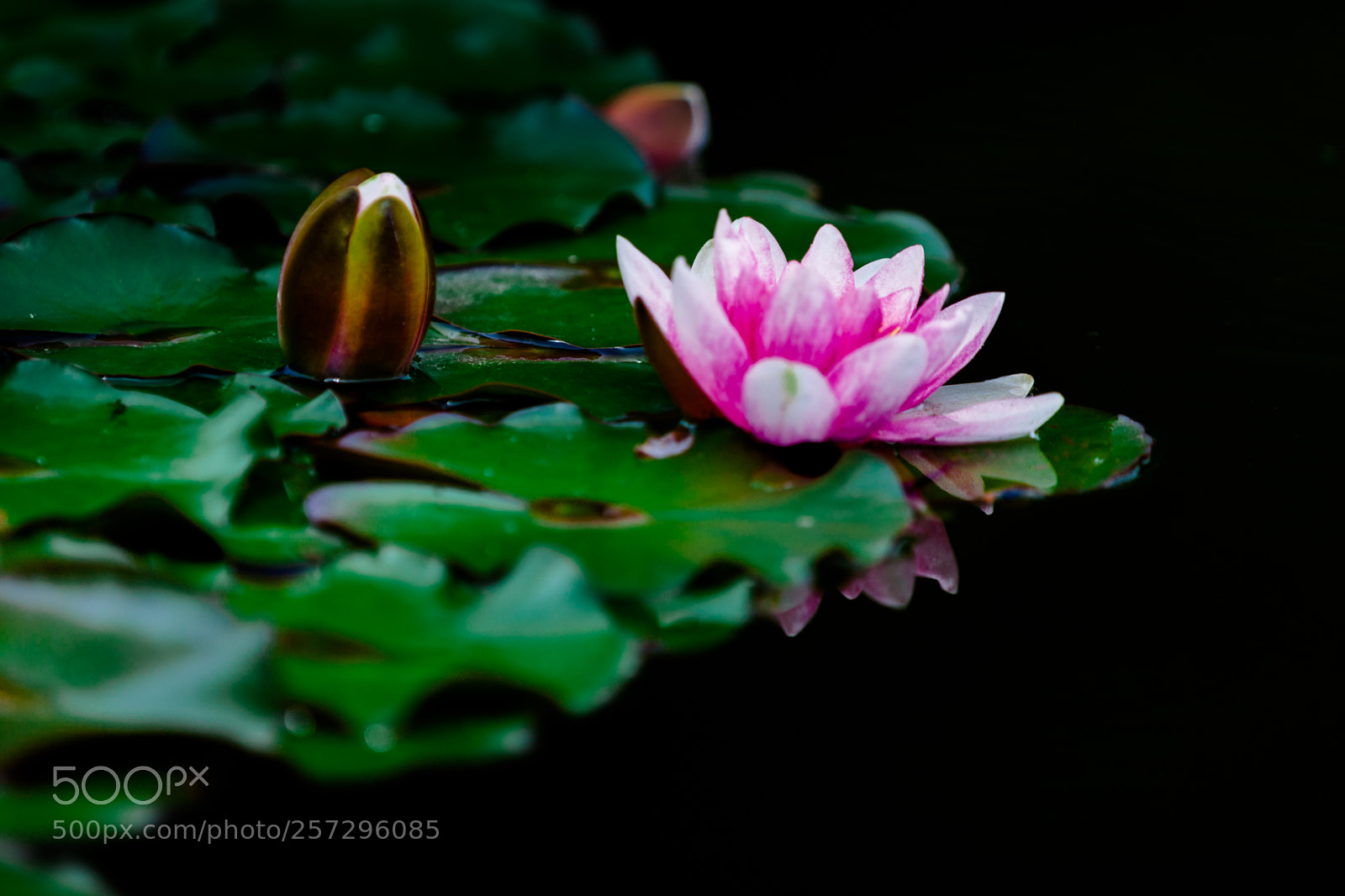 Canon EOS 5D Mark II sample photo. Lotus flowers photography