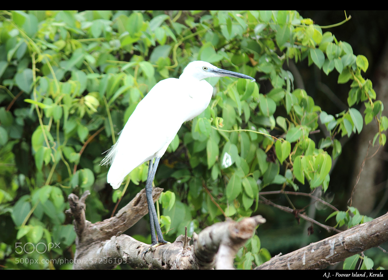 Canon EOS 600D (Rebel EOS T3i / EOS Kiss X5) sample photo. Rejuvenate photography