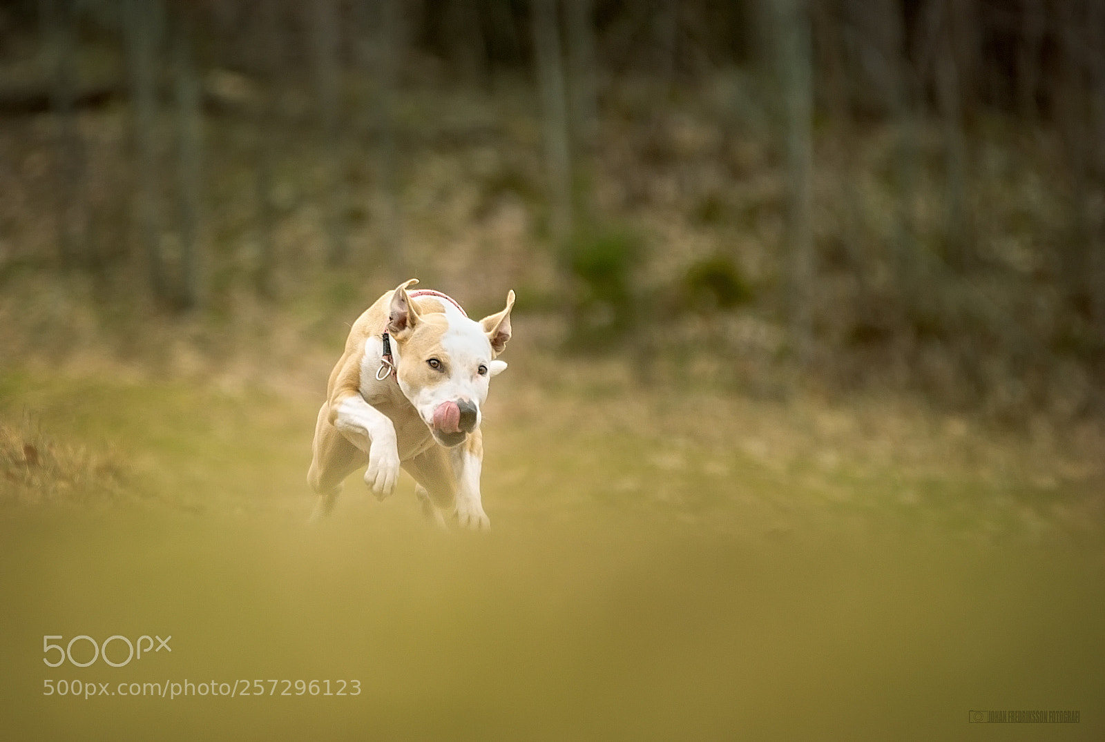 Sony ILCA-77M2 sample photo. Untitled photography