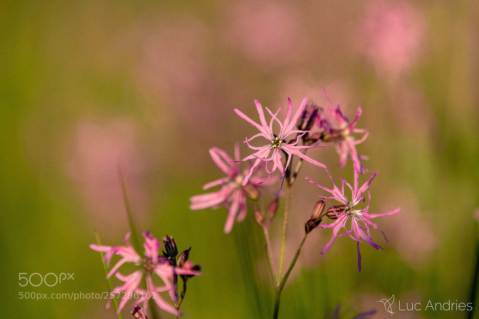 Canon EOS 5D Mark IV sample photo. Pink spring flowers in photography