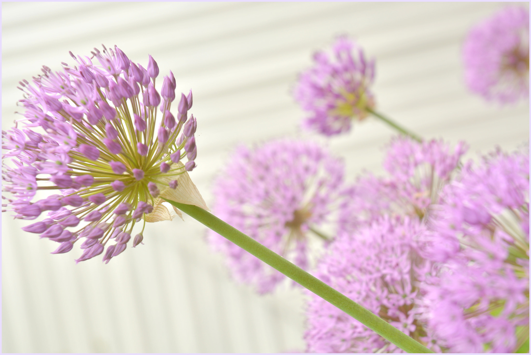 Nikon D5200 sample photo