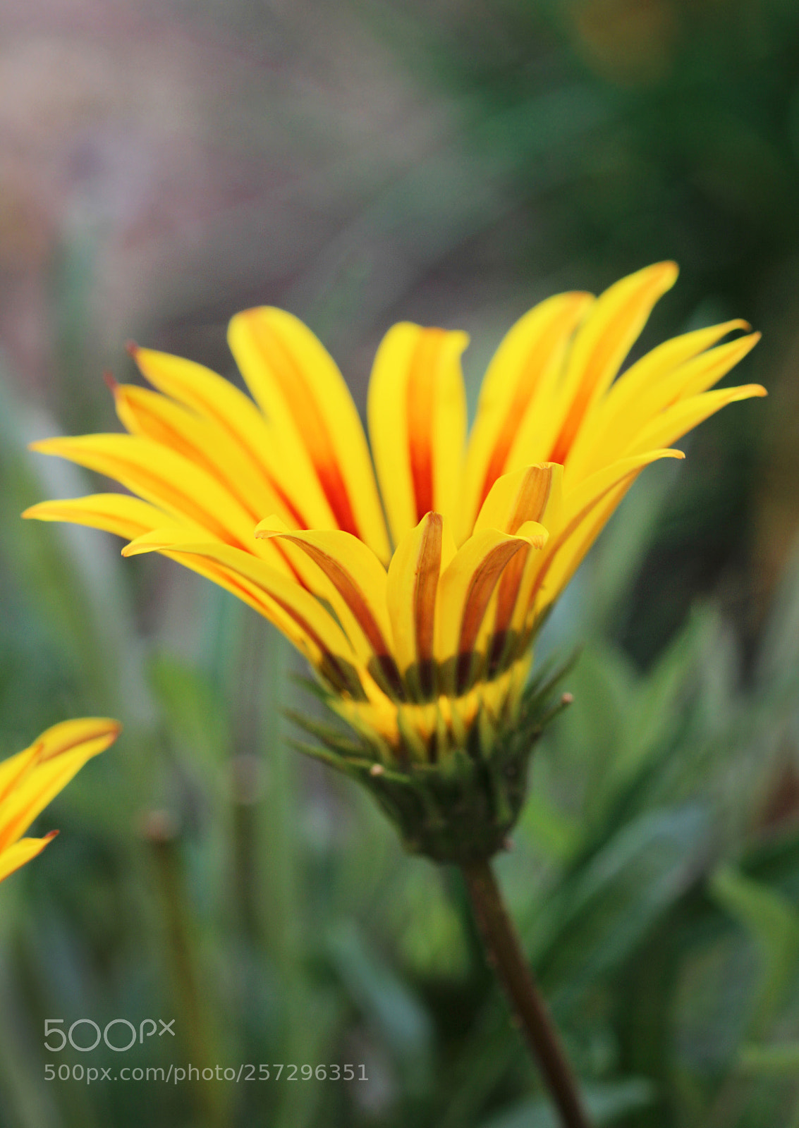 Canon EOS 600D (Rebel EOS T3i / EOS Kiss X5) sample photo. Gazania photography