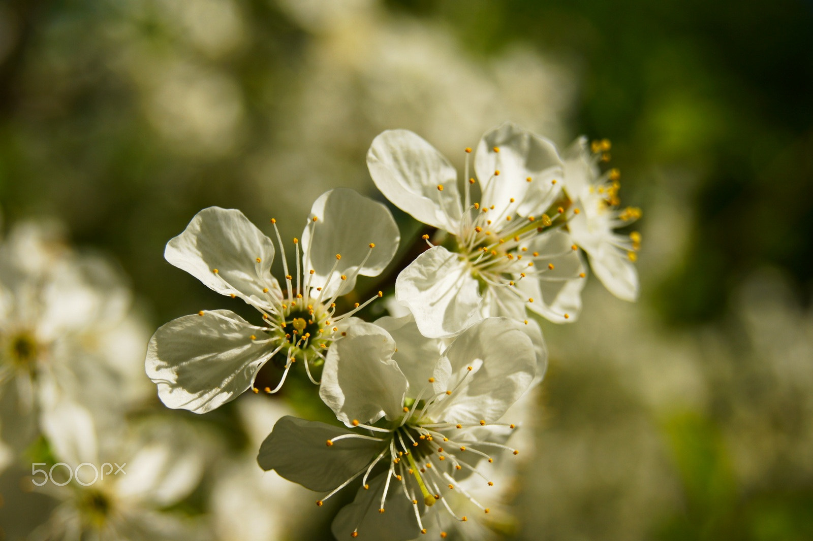 Sony Alpha DSLR-A500 sample photo. Яблоневый цвет photography