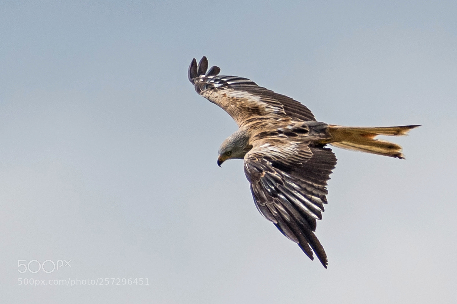Nikon D500 sample photo. Red kite photography