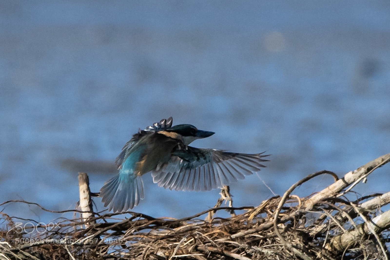 Nikon D500 sample photo. Sacred kingfisher k tare photography