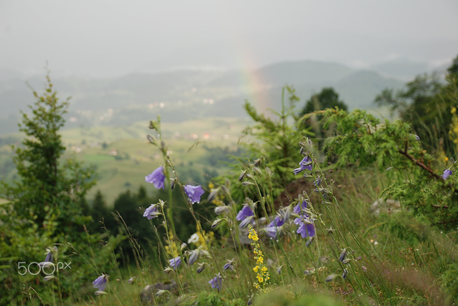 Nikon D80 sample photo. Sirnea village photography