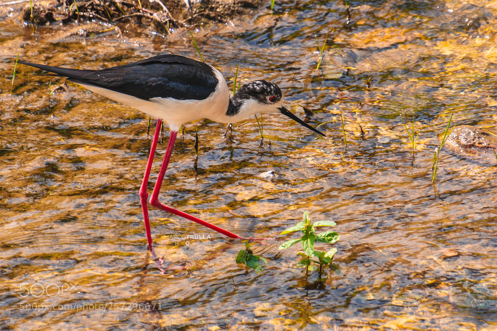 Nikon D7200 sample photo. Himantopus himantopus (black-winged stilt) photography