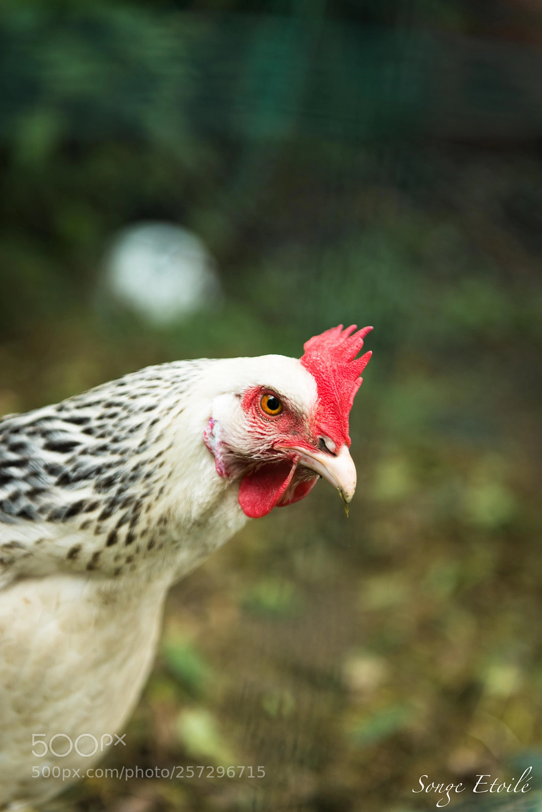 Nikon D750 sample photo. Hen's head photography