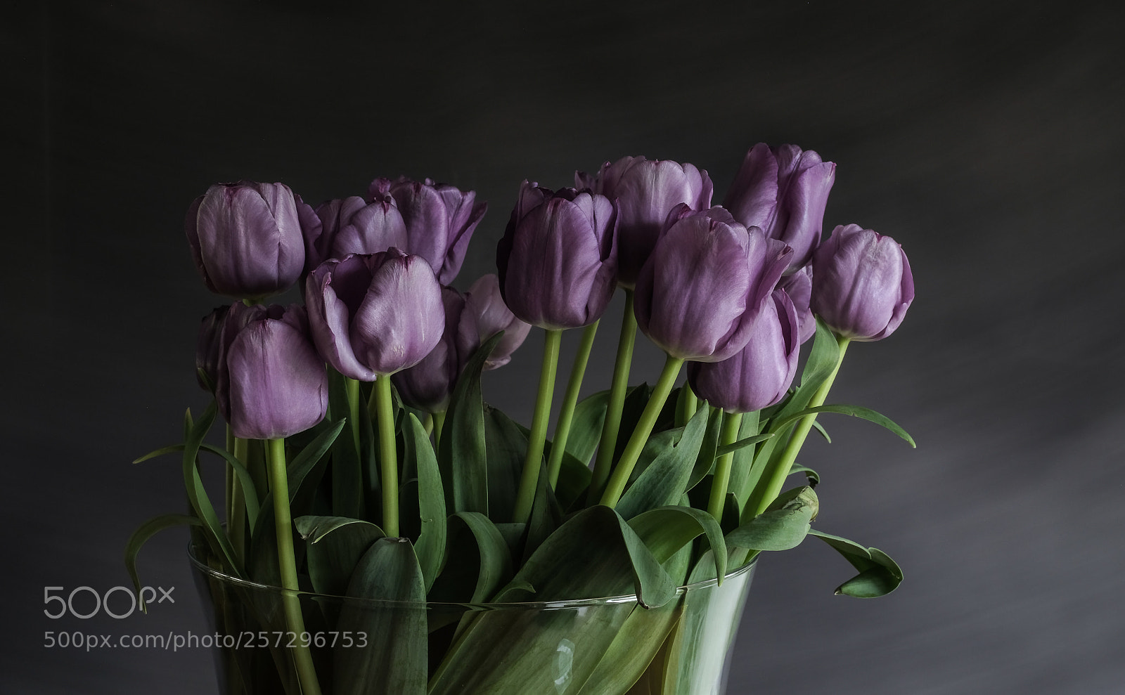 Fujifilm X-T2 sample photo. Purple spring photography