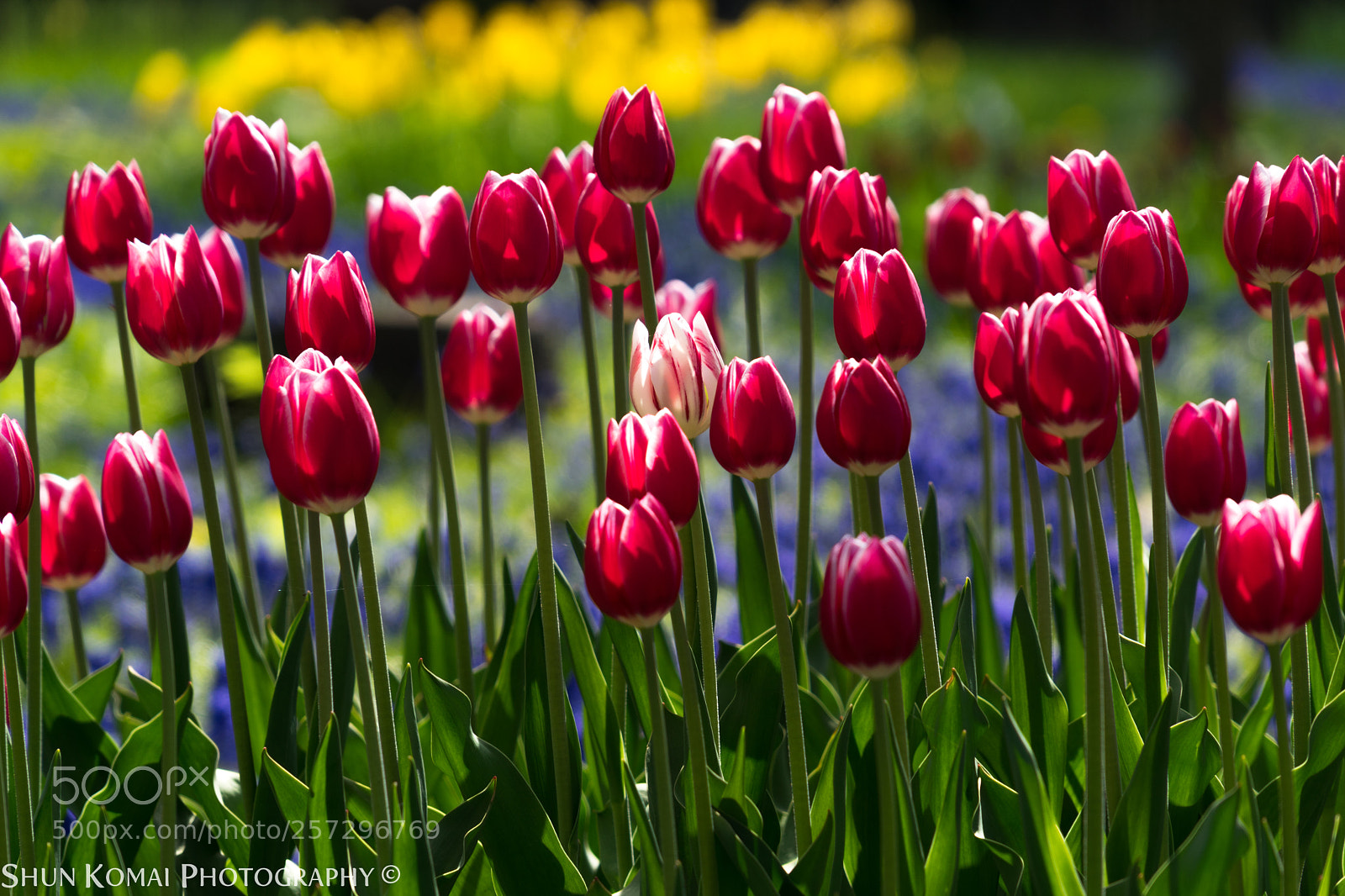 Sony a7 sample photo. White among reds photography
