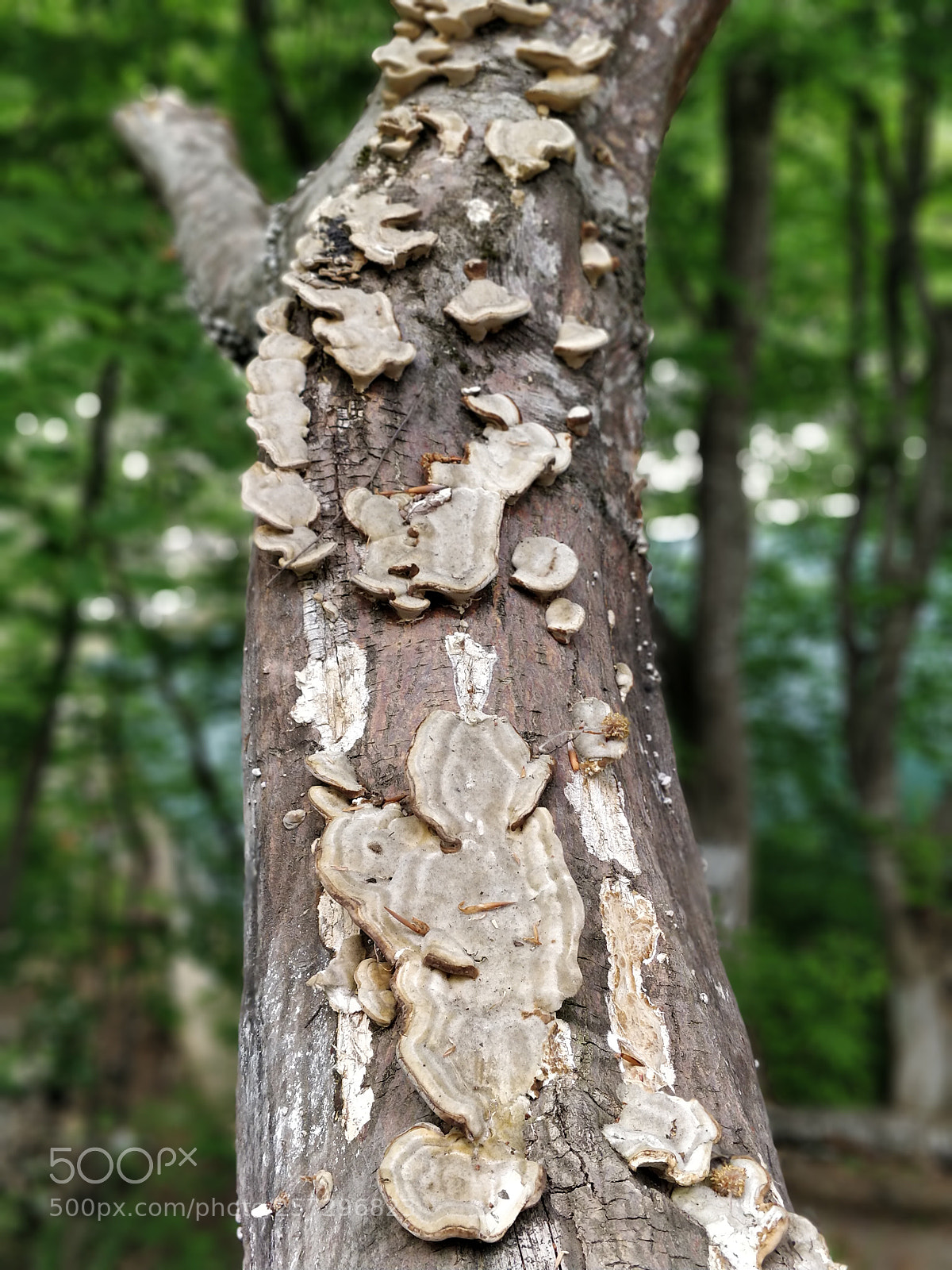 OnePlus 5 sample photo. Tree photography