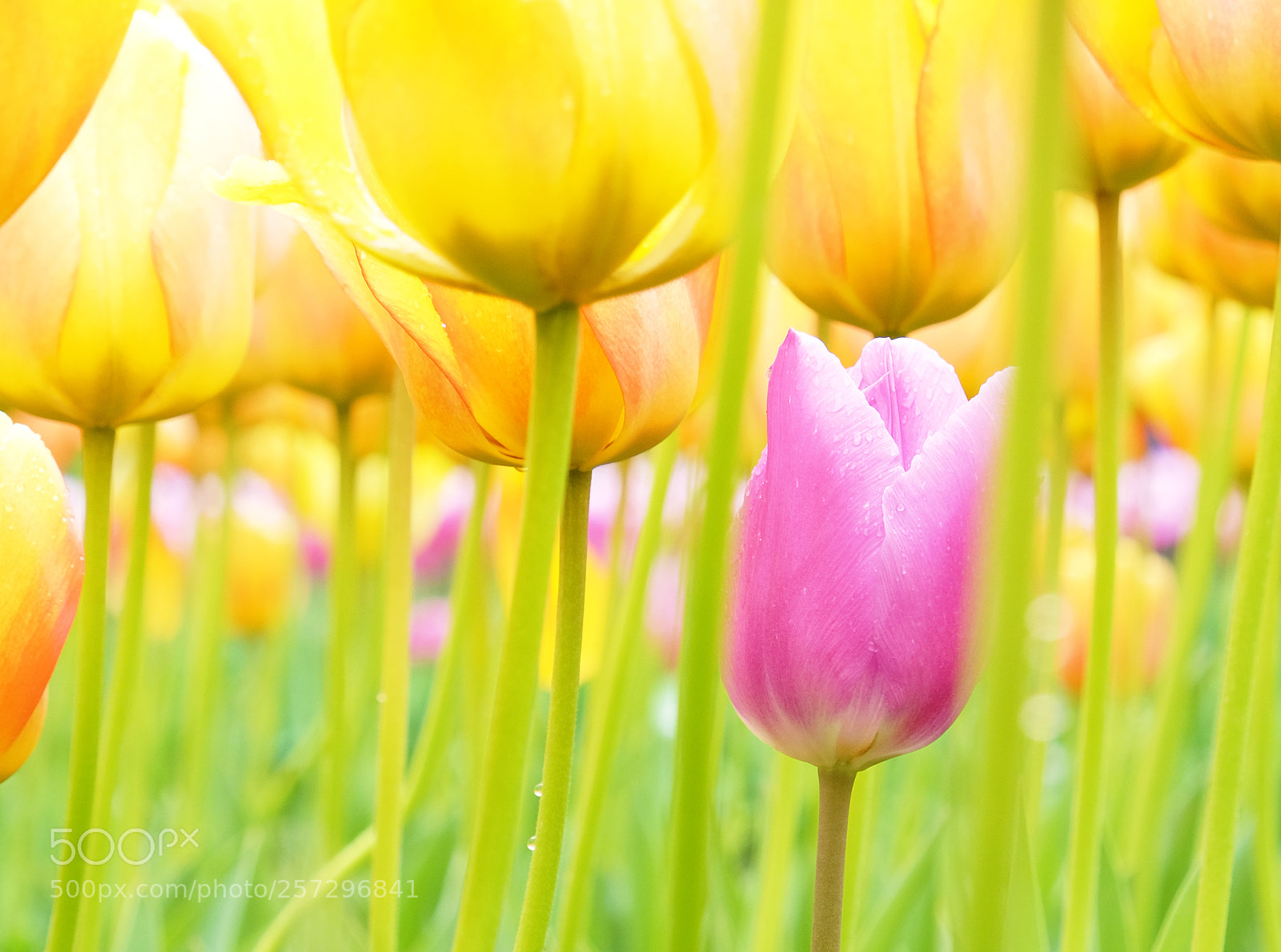 Fujifilm X-T10 sample photo. Spring photography