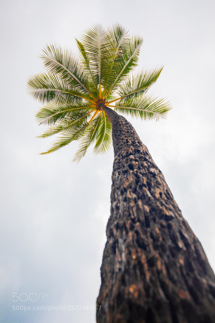 Canon EOS 5D Mark IV sample photo. Palm trees of hawaii photography