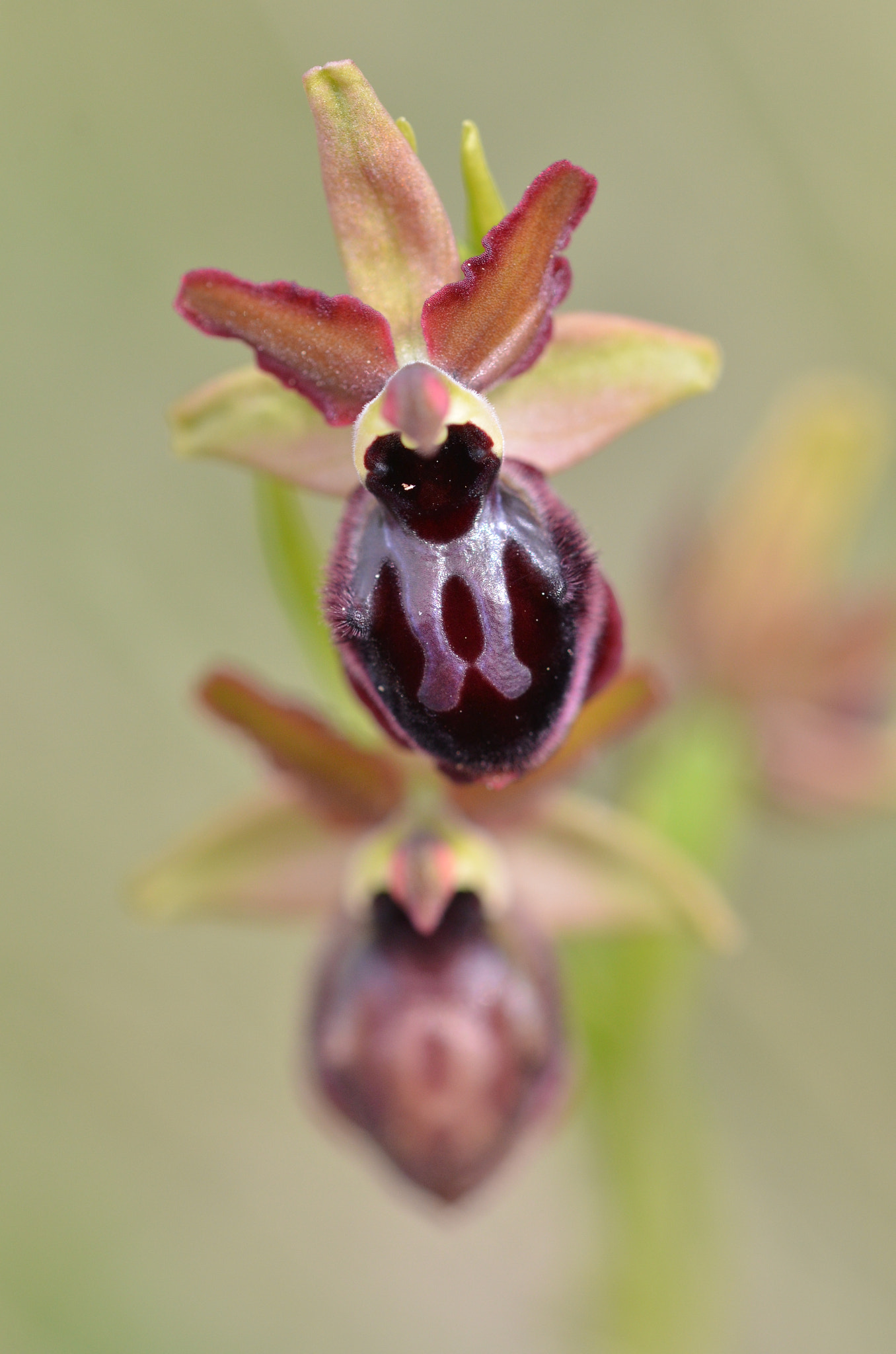 Nikon D7000 + Sigma 105mm F2.8 EX DG OS HSM sample photo. Ophrys sphegodes photography