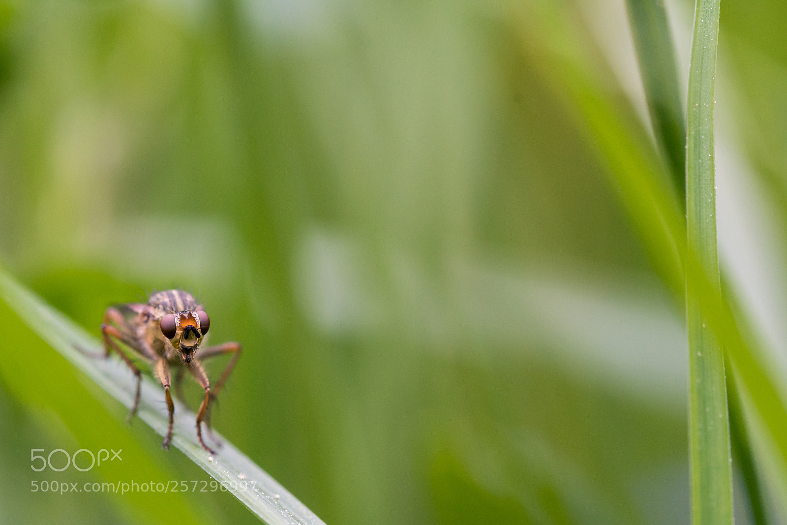 Nikon D500 sample photo. Fly photography
