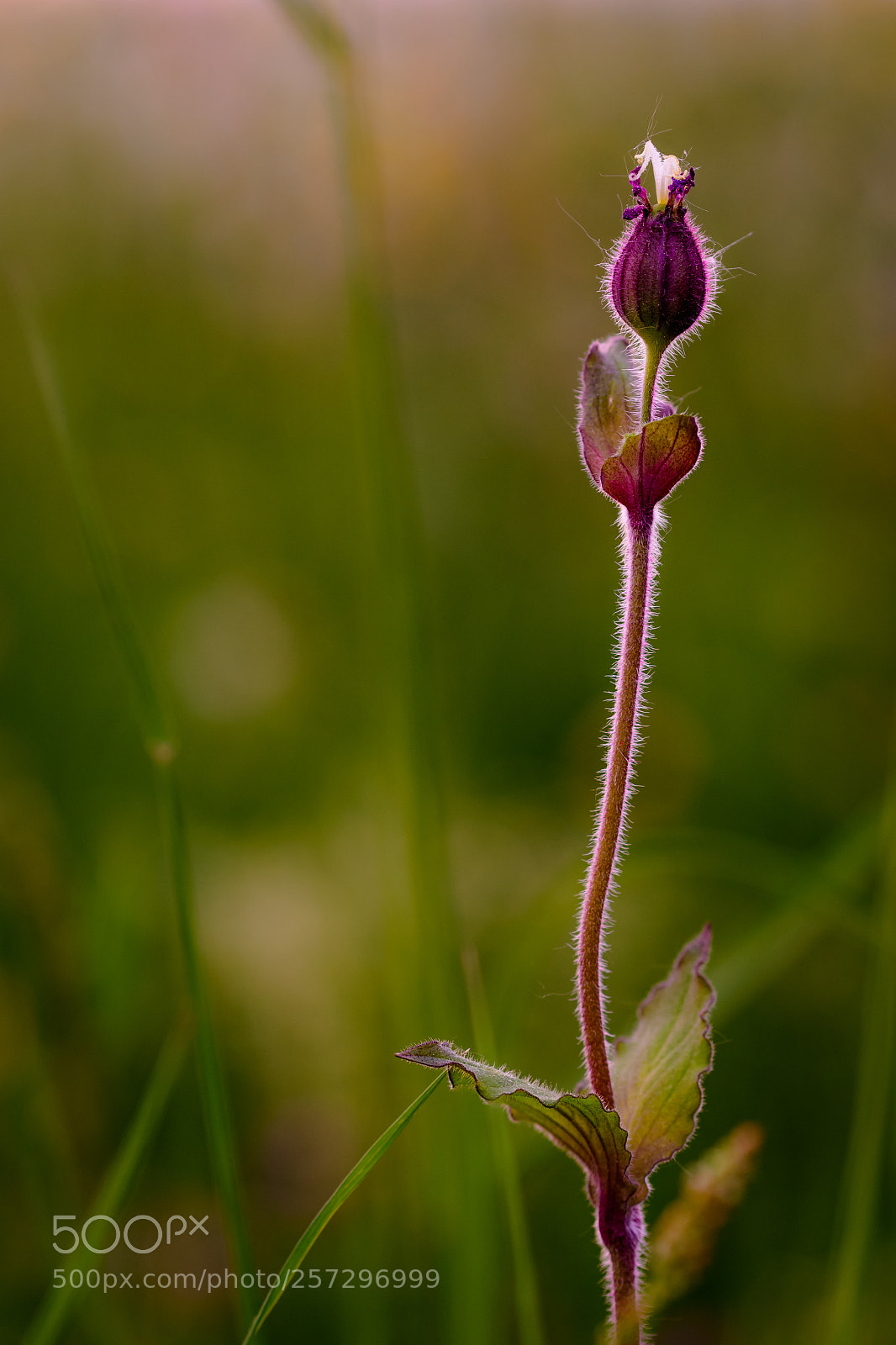 Nikon D500 sample photo. Wildflower photography