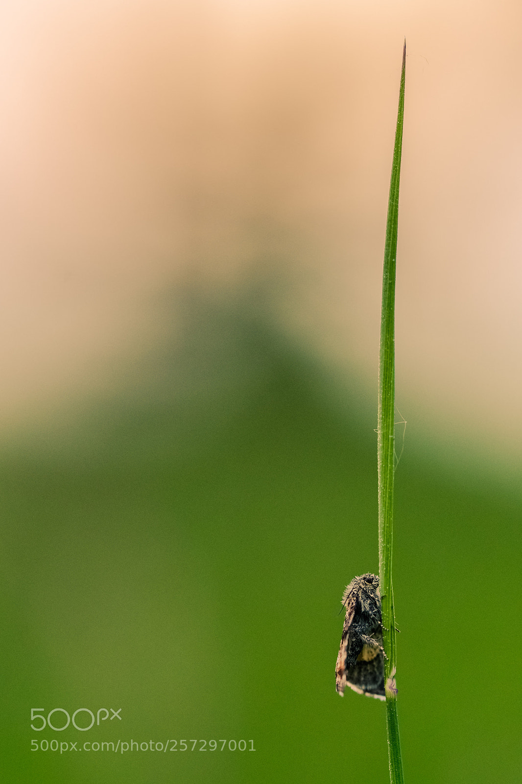 Nikon D500 sample photo. Moth photography