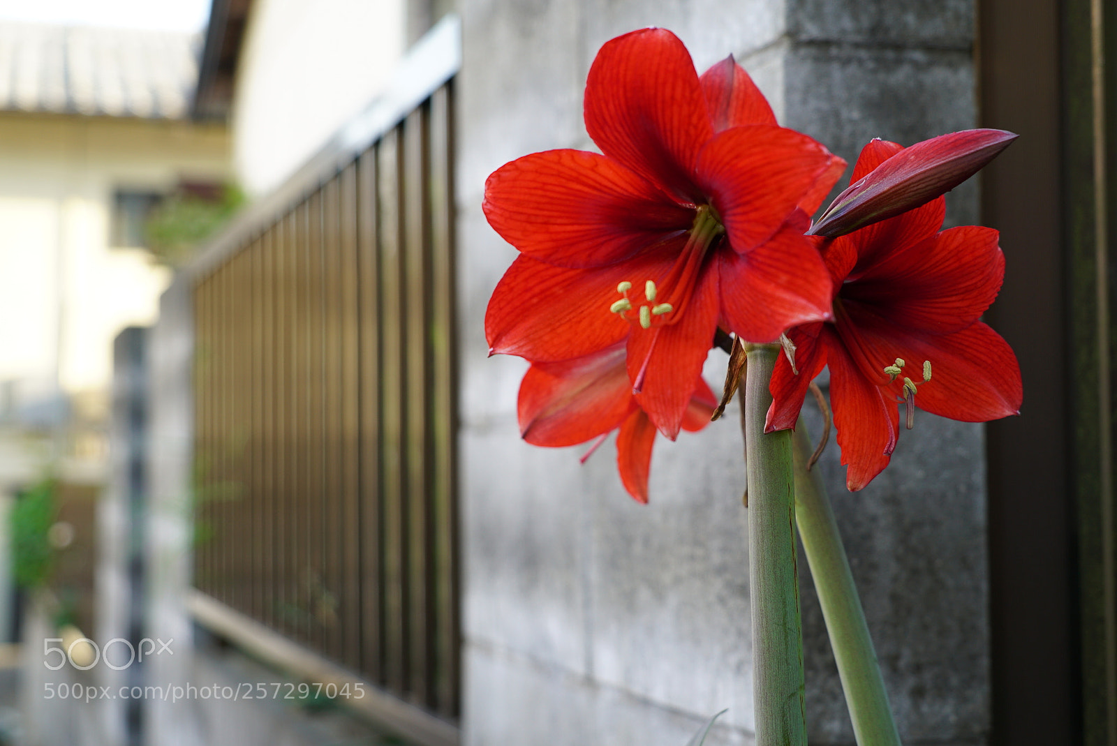 Sony a7S sample photo. Red flower photography