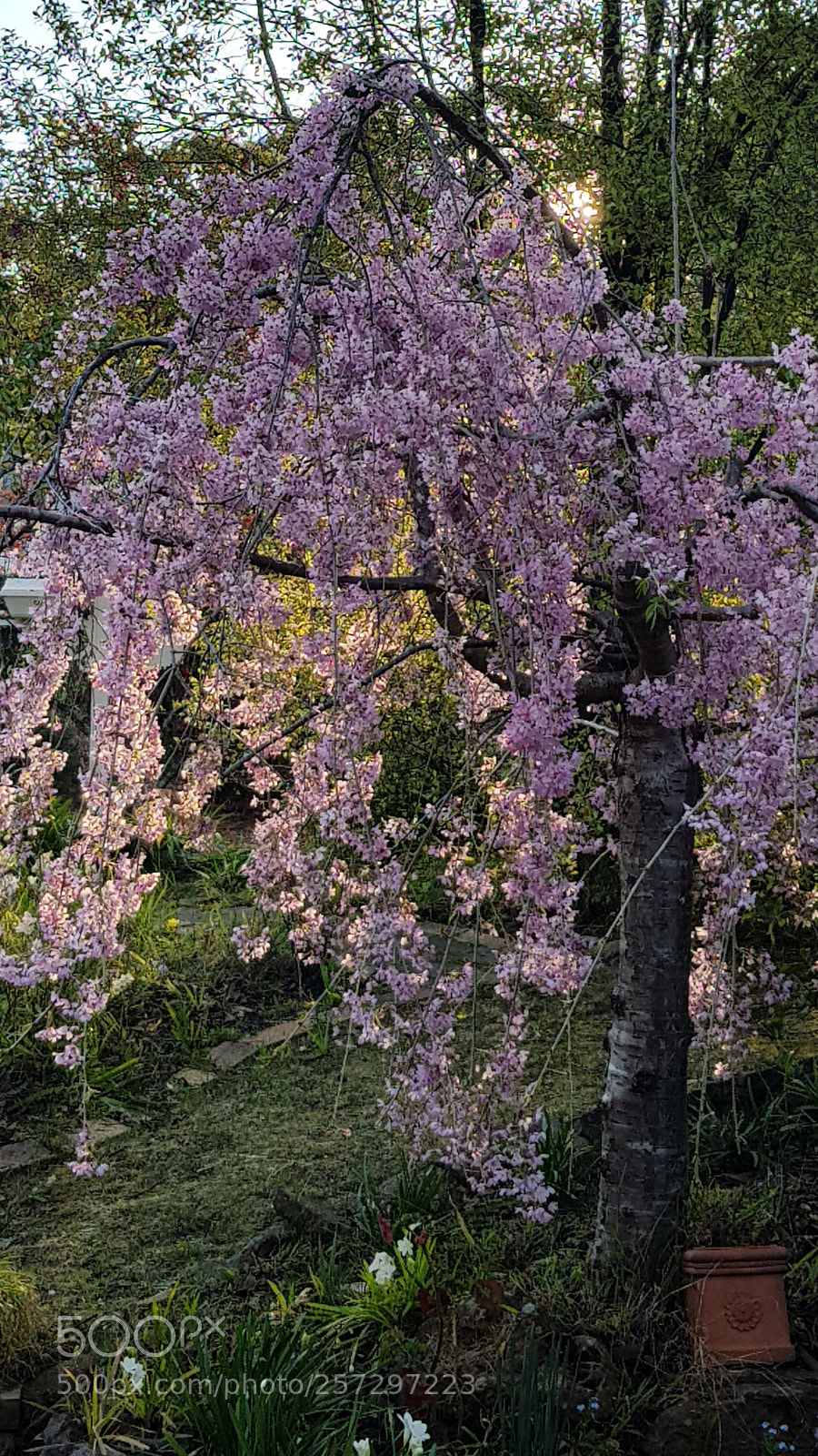 Samsung Galaxy S8+ sample photo. Blossom 1 photography