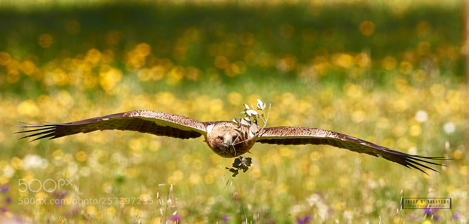 Nikon D500 sample photo. Booted eagle photography
