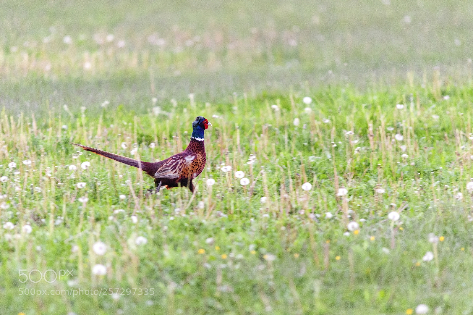 Nikon D3 sample photo. Running away photography