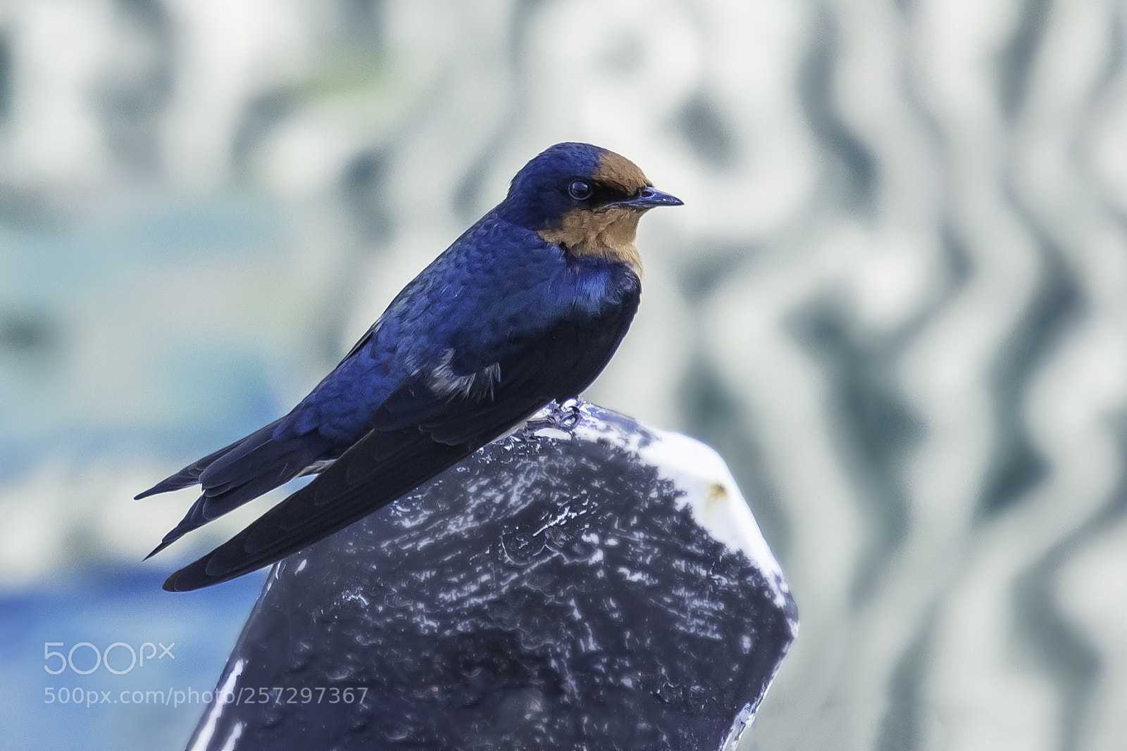 Nikon D500 sample photo. Blue wren photography