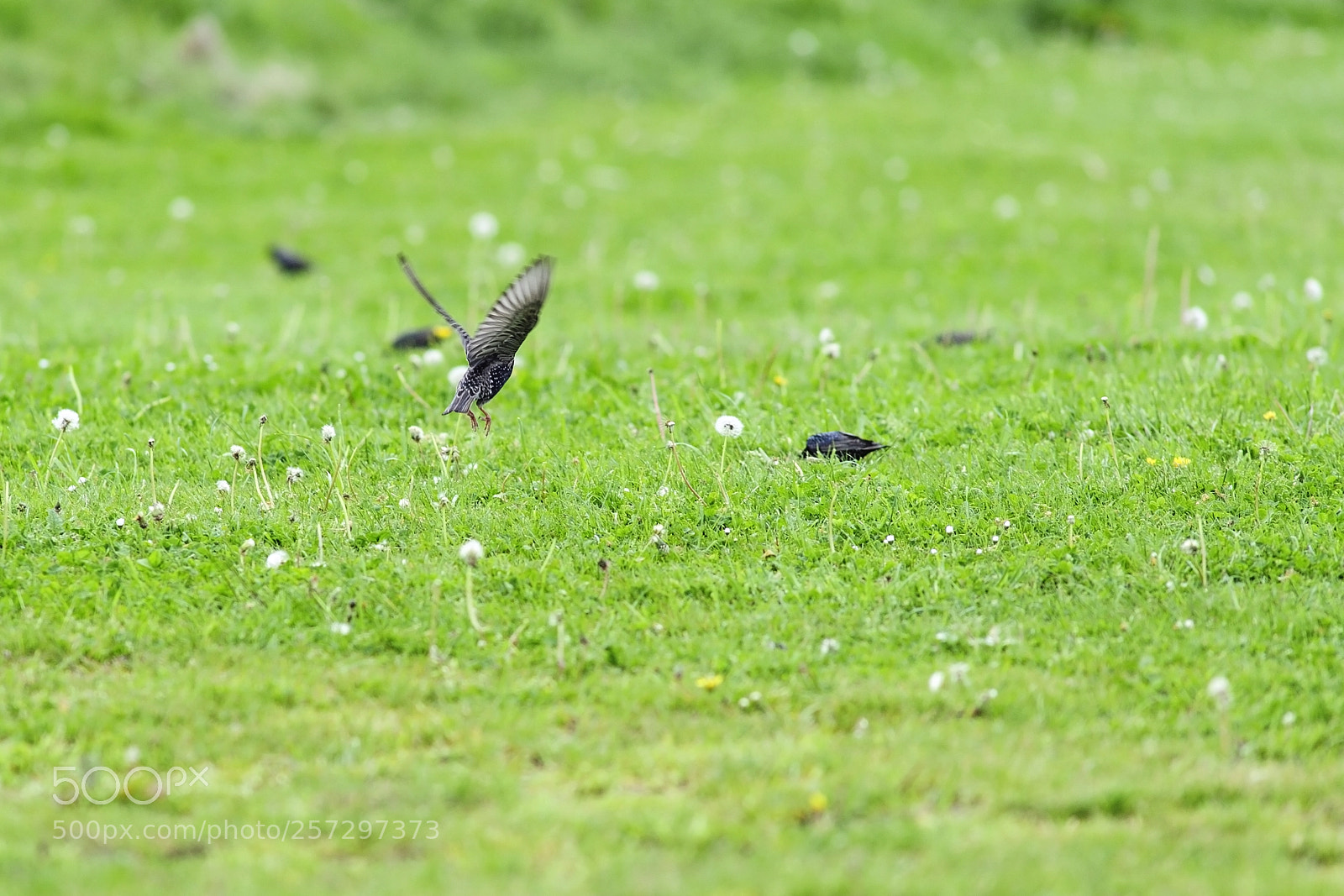 Nikon D3 sample photo. Take off photography