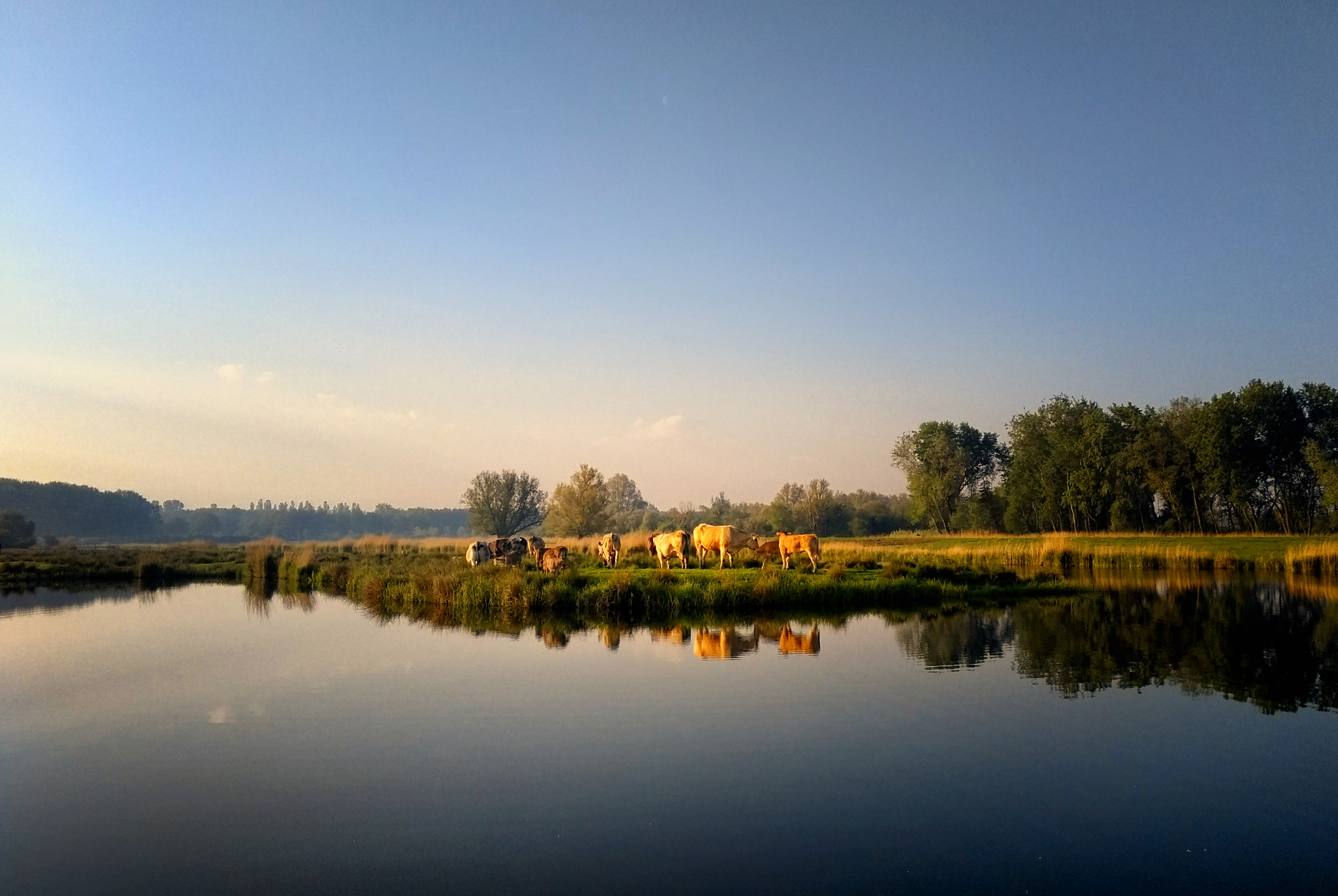 Motorola Moto G (5th Gen) sample photo. Cows in the early morning photography