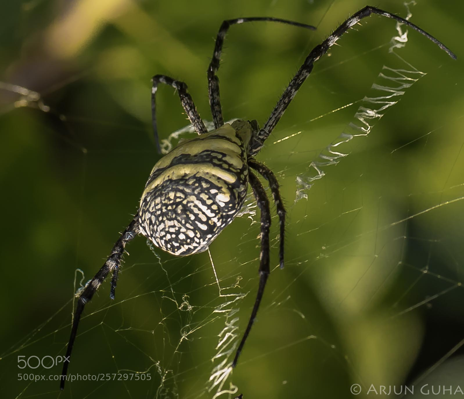 Nikon D750 sample photo. The spider at work! photography