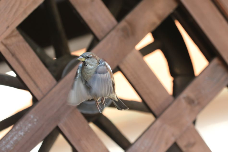 Canon EOS 7D Mark II sample photo. Im flug photography