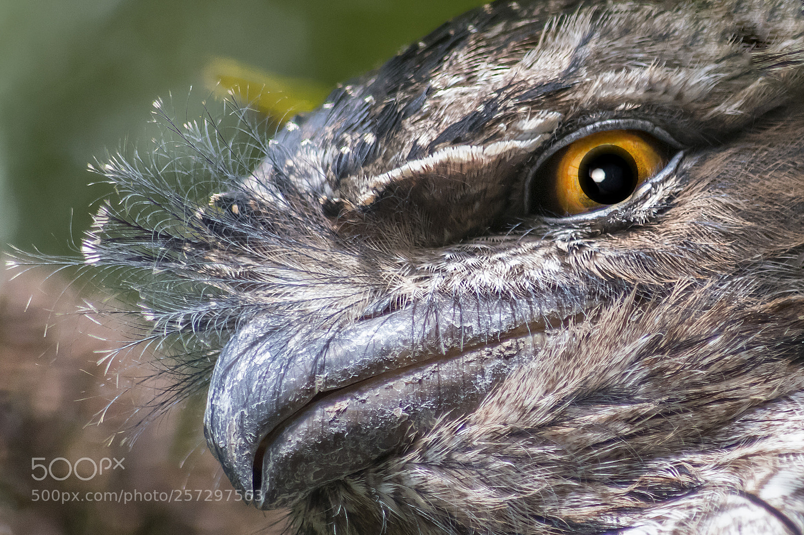 Nikon D500 sample photo. Tawny frog mouth photography