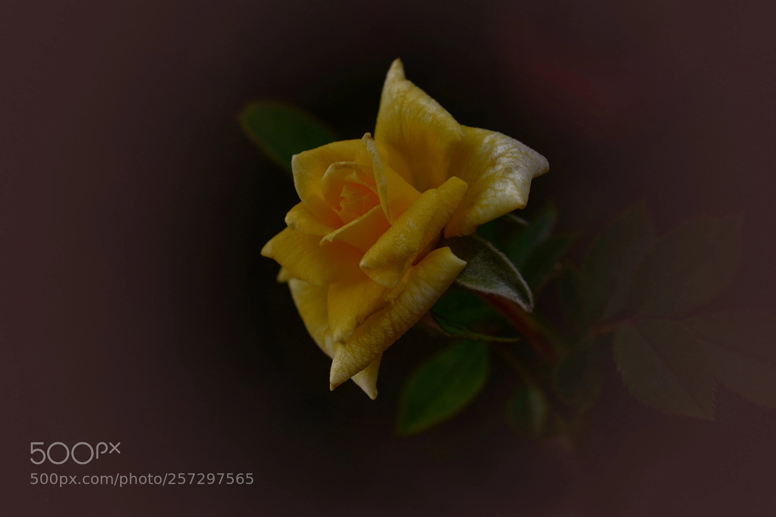 Nikon D3300 sample photo. Solo una rosa photography