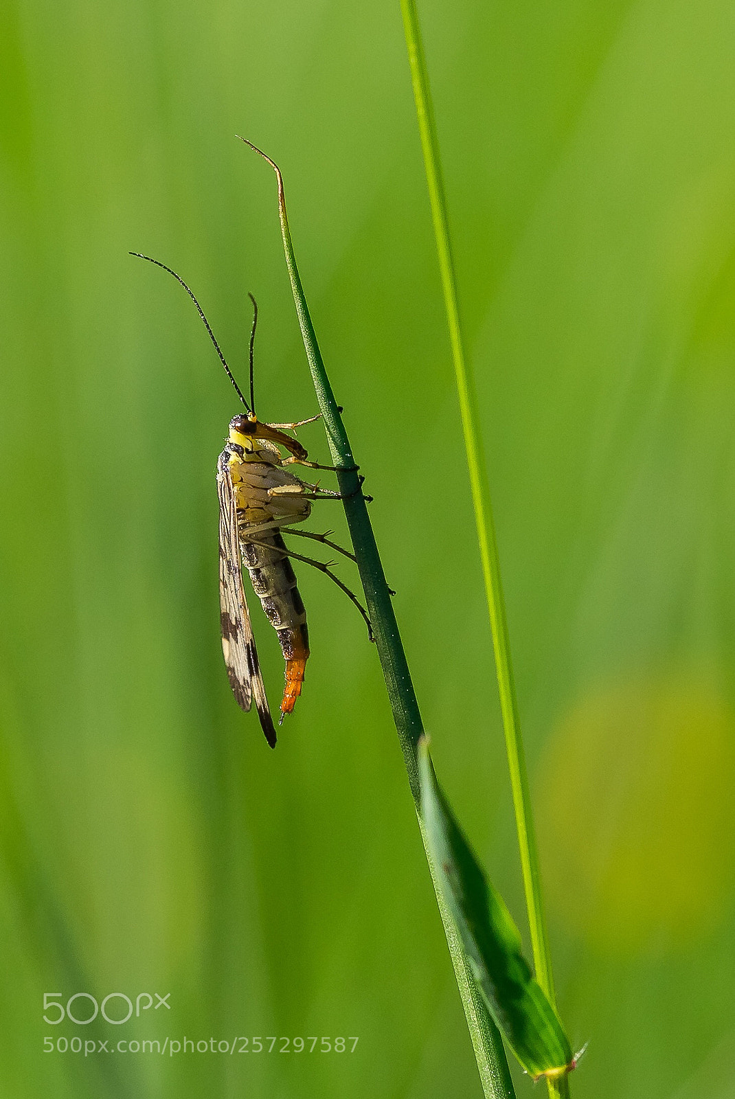 Olympus OM-D E-M1 sample photo. Happy life! photography
